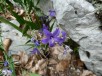 Sjeverni Velebit 021